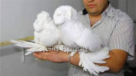 Here Are 12 Of The Most Bizarre Looking Fancy Pigeon Breeds Pigeon