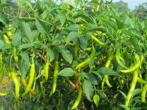 Chilli Farming Learn How To Manage Major Pests Of Chilli Crops मिरचीच्या शेतीतुन लाखों कमवायचे