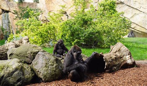 Bioparc València inicia la tramitació d un ERTO i crea un grup especial