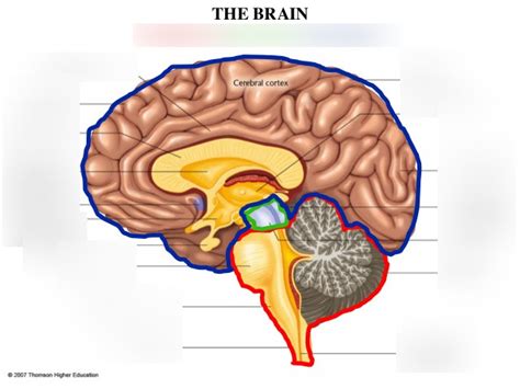 Forebrain, Midbrain, and Hindbrain Diagram | Quizlet