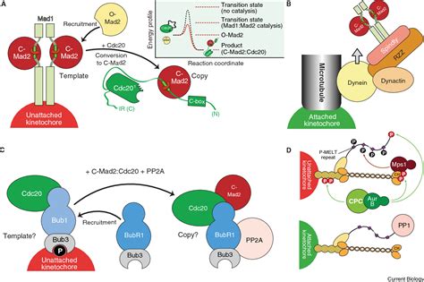 Figure 1 From The Molecular Biology Of Spindle Assembly Checkpoint