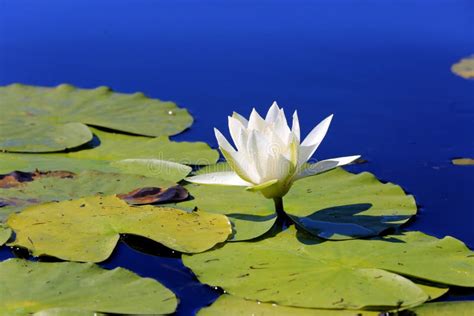 Lily Flower In Lake Water Stock Photo Image Of Nature 76863288