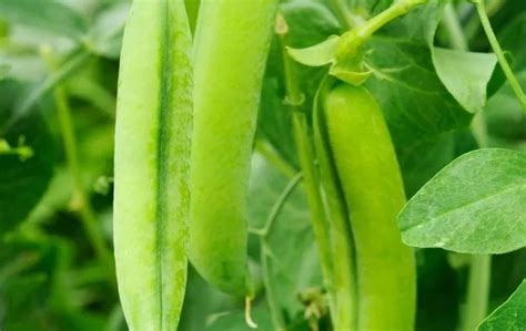 Growing Peas In 5 Gallon Buckets Slick Garden Bucket Gardening