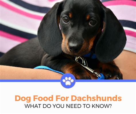 Top 5 Best Dog Foods For Dachshunds Dogs 2021 Review Best Dog Digest