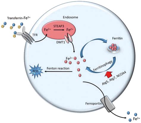 Metabolic Networks In Ferroptosis Review