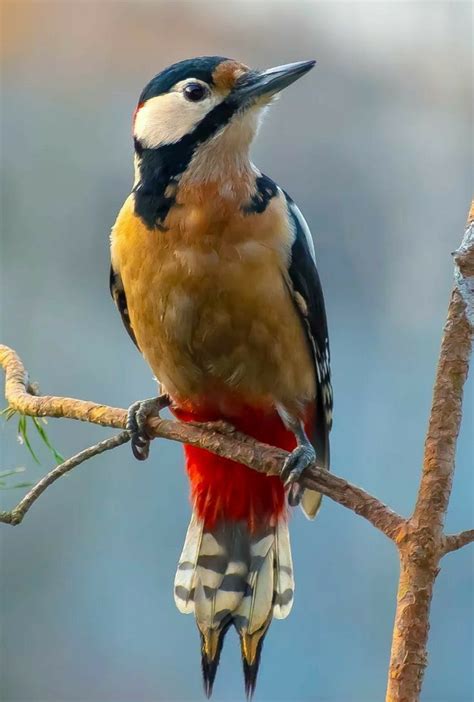 Pic Epeiche Dendrocopos Major Beaux oiseaux Oiseaux colorés