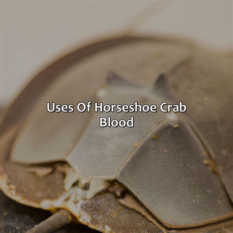 What Color Is Horseshoe Crab Blood - colorscombo.com