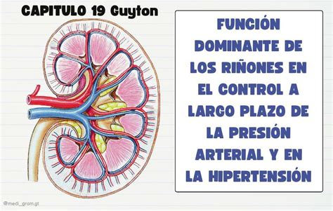 Capitulo 19 Guyton Control A Largo Plazo De La Presión Arterial Medi Fer Udocz