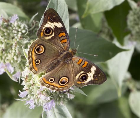 Common Buckeye Butterfly Common Buckeye Butterfly Flickr