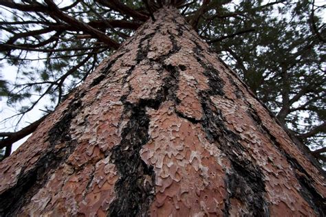 How to Identify a Tree by Its Bark