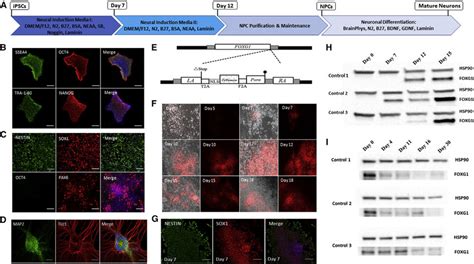 Tracking Foxg1 Expression Across Forebrain Neural Progenitor Induction Download Scientific