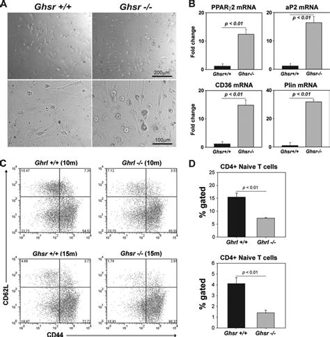 Deficient Ghrelin Mediated Signaling Induces Adipogenesis In Thymic