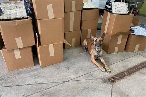 Cheyenne Police Dog Sniffs Out 744 Pounds Of Liquid Pot Edibles