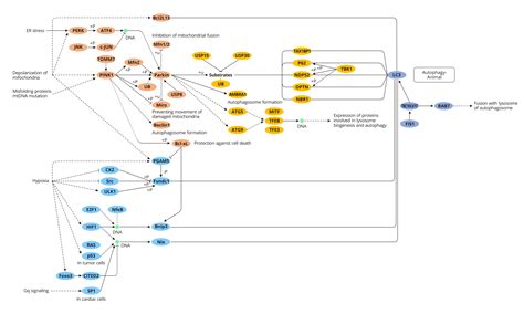 Mitophagy- CUSABIO