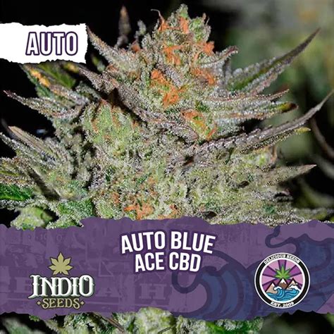 Auto Blue Ace Cbd X Delicious Seeds Indio Seeds