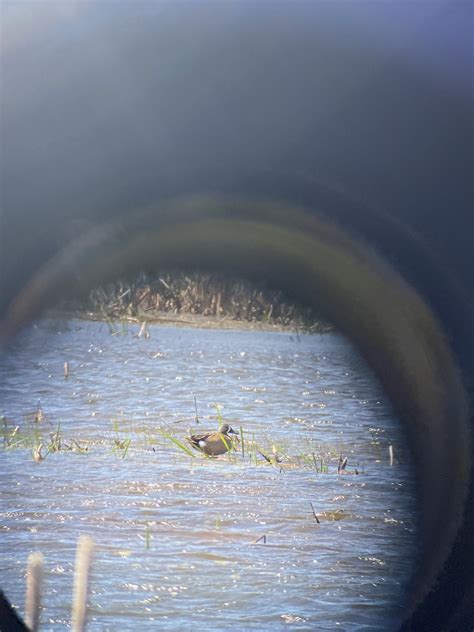 eBird Checklist 24 May 2023 Marais des Laîches 43 species 4