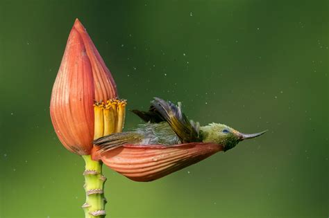 Las Mejores Fotos De Naturaleza De 2021