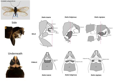 Megaloptera (Alderflies) Identification | Lacewing and Allies Recording ...