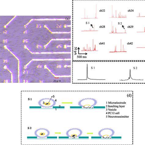 The Fabricated Mea And Its Structure A An Aucr Microelectrode Array Download Scientific