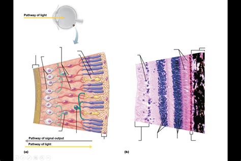 BSC Lab Lesson 2 Diagram 7 Diagram Quizlet