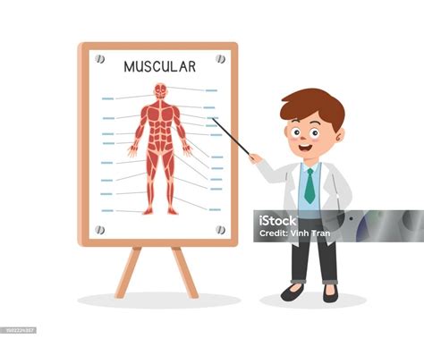 Ilustrații De Stoc Cu Sistem Muscular Clipart Stil De Desene Animate