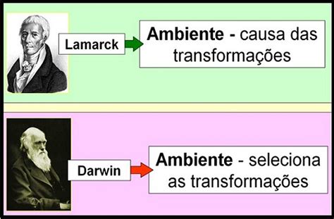 Estudando Biologia Sobre Evolu O