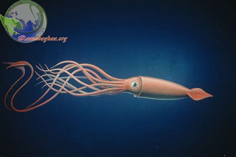 اسکوئید غول پیکر، هیولای دریا / Giant squid, Sea Monster / Architeuthis sp