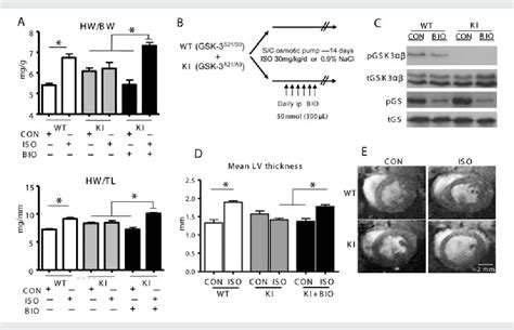 PDF Constitutive glycogen synthase kinase 3α β activity protects