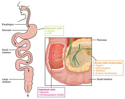 Protein MetabolismAnatomy and Physiology