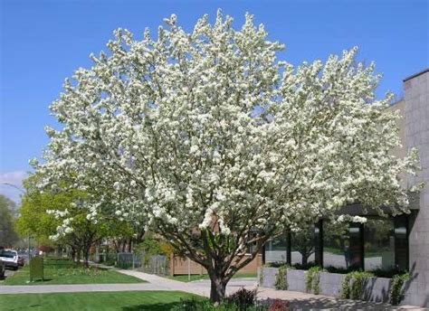 Spring Snow Crabapple Turcks Trees