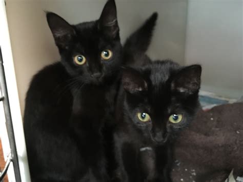 Lucie and Lola - 12 week old female Black Domestic Short-Haired Cats ...