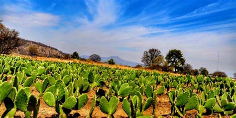 El desarrollo agropecuario y rural en la Ciudad de México BM Editores