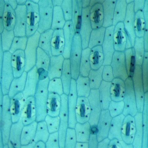 Monocot Epidermis | Epidermis, Skin moles, Stereo microscope