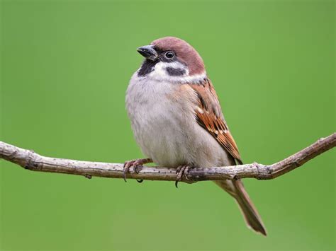 Tree Sparrow Bird Facts (Passer montanus) | Birdfact