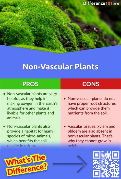 Nonvascular And Vascular Plants