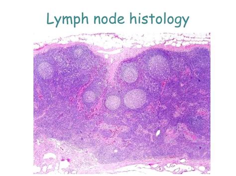 PPT - Lymph node histology PowerPoint Presentation, free download - ID ...