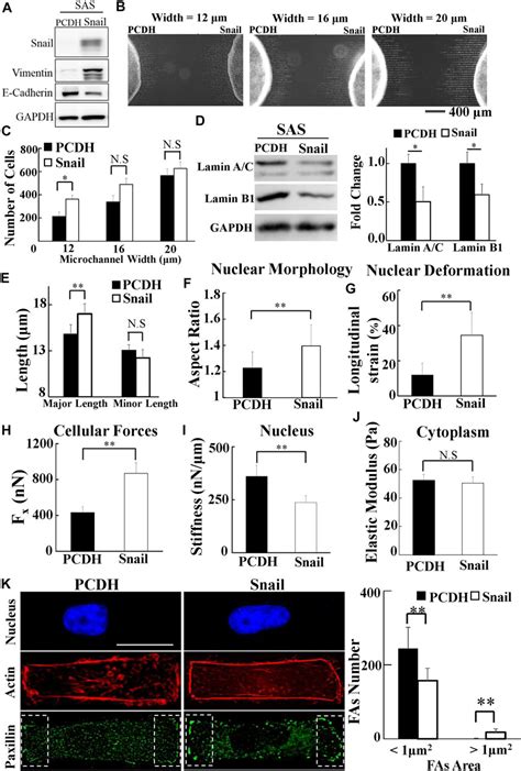 Frontiers Snail Augments Nuclear Deformability To Promote Lymph Node