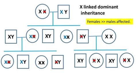 Modes Of Autosomal And Sex Linked Inheritance