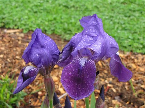 Iris After Rain Photograph By Katie Vigil Fine Art America