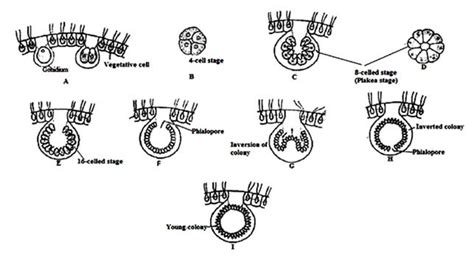 Volvox Characteristics Structure And Reproduction Biology Educare