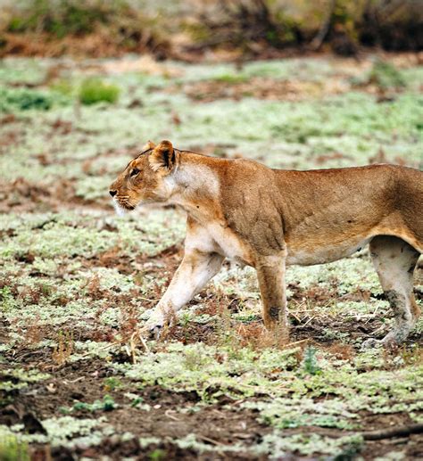 Chad Travel Guide - Wanderlust