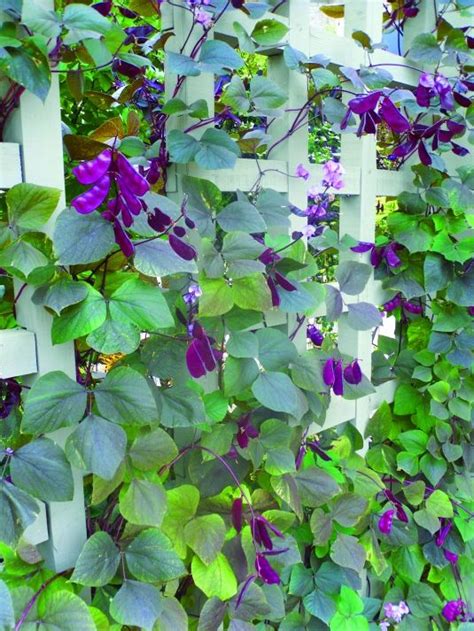 Garden Drama Climbing Flowers Hyacinth Bean Vine Flowering Vines