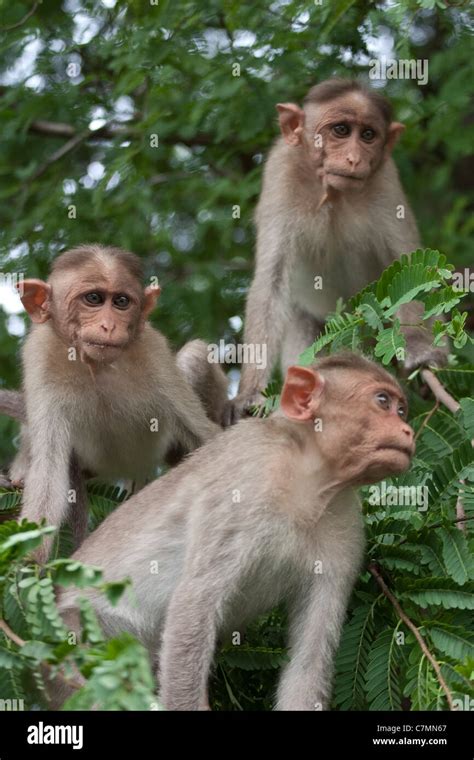 Three Monkeys Bonnet Macaques Macaca Radiata In A Tree Near Chennai