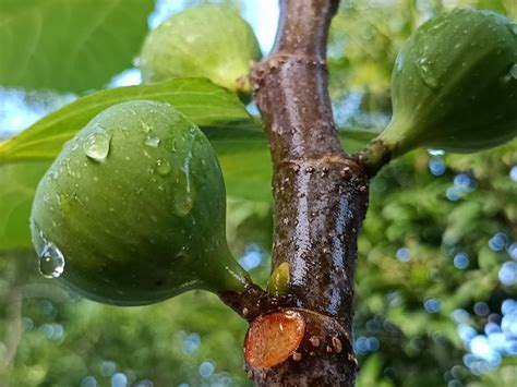 premium photo fiq fruits