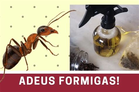 Como Acabar Formigas Na Cozinha Nogueira Digital