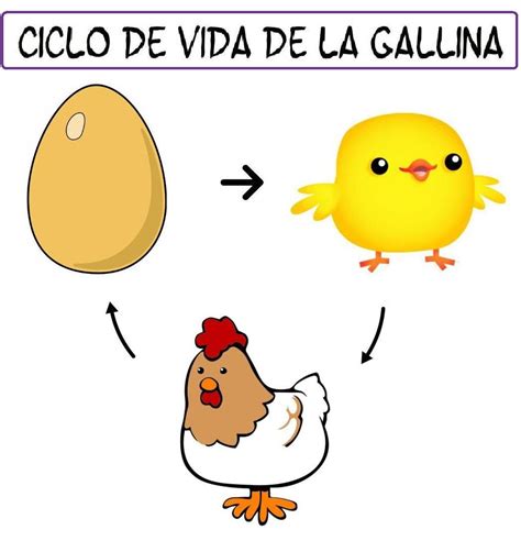 Recursos Y Actividades Para EducaciÓn Infantil Ciclo De La Vida De Una Gallina Ciclo De Vida