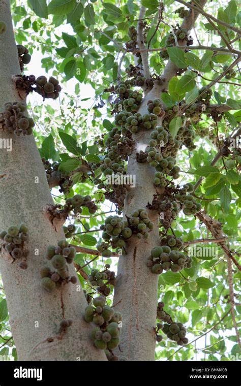 Cluster Fig Tree Ficus Racemosa Also Known As The Cluster Fig Tree