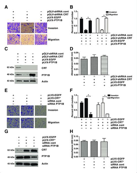 Crt Regulates Cell Motility Through Ptp B In Escc Cells Kyse Cells