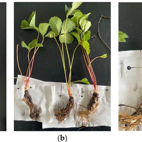 Inoculation Process A Colony Of C Gloeosporioides B Inoculation