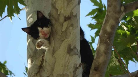 Ağaçta mahsur kalan kedi aşağı atlayınca yürekleri ağızlara getirdi